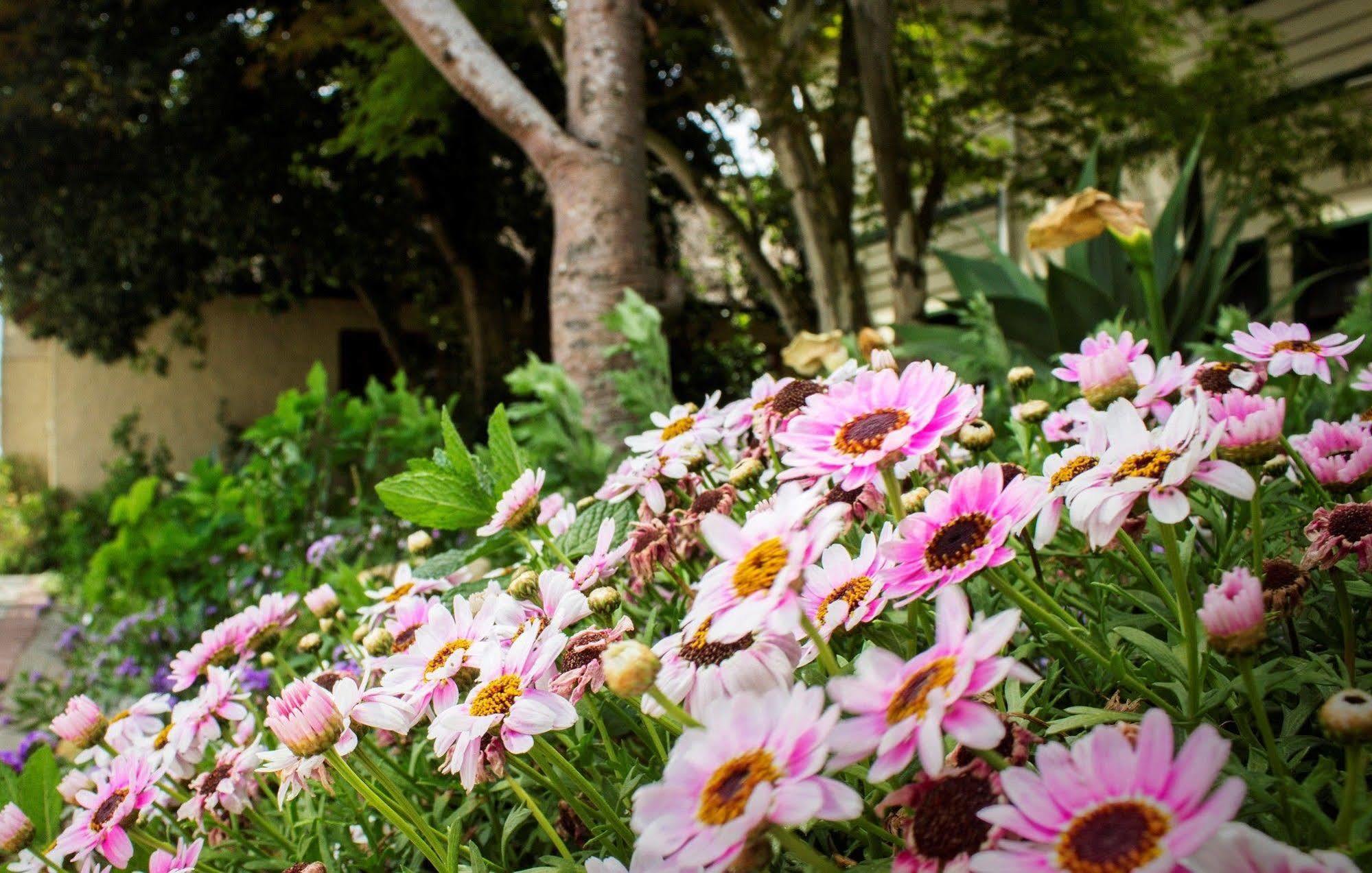 Victoria And Alfred Guest House Port Elizabeth Eksteriør billede